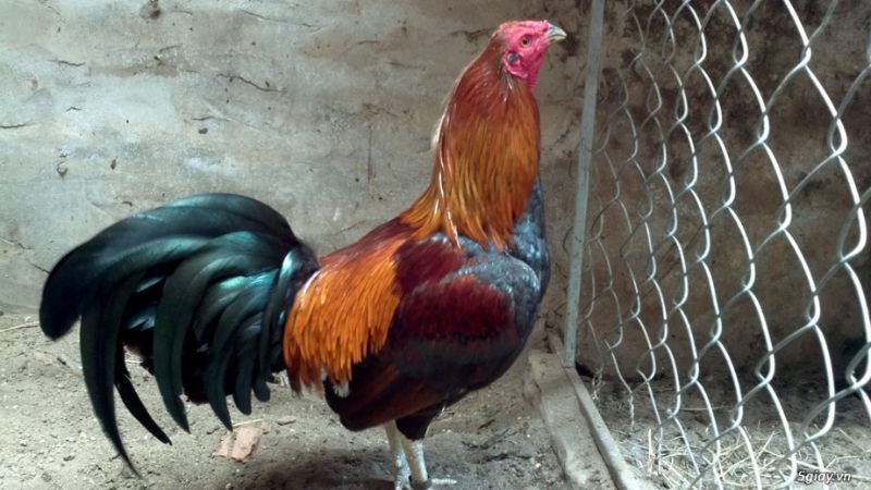 Cách nhận biết và chọn giống gà phù hợp