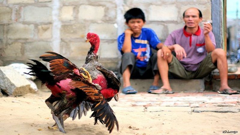 Đá gà cựa dao