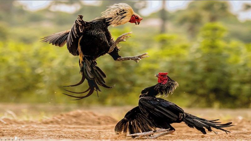 Giải đáp khái niệm đá gà cựa dao là gì?