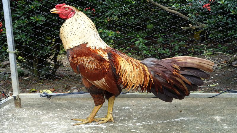 Hàng ngàn ưu đãi hấp dẫn tại sảnh đá gà