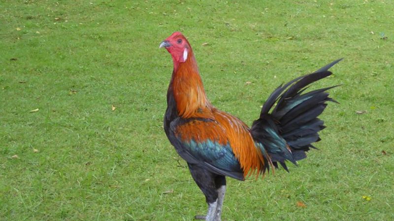 Khái niệm vảy gà liên chu