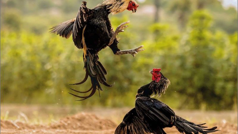 Khám phá ưu điểm sảnh đá gà Hi88