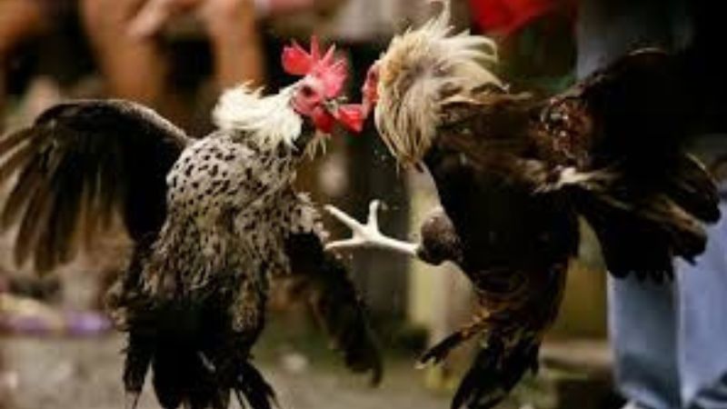 Kinh nghiệm nuôi chiến kê có vảy lạc diệp