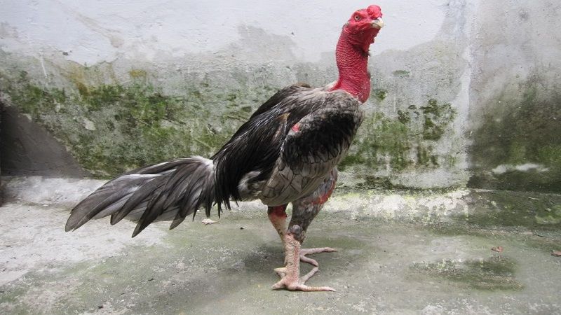 Những lợi ích lớn khi tham gia đá gà