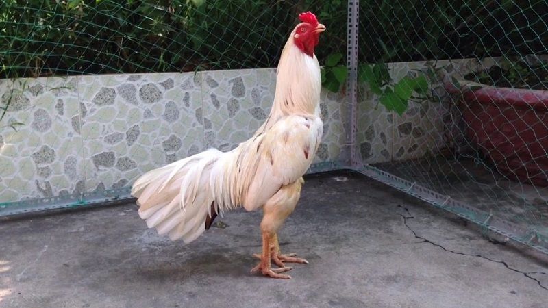 Tận dụng các chiến thuật đá gà đỉnh cao